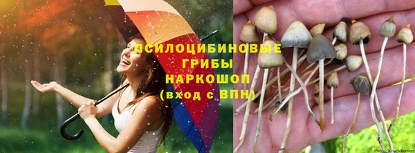 индика Нефтекумск
